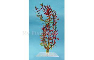 Rotala<span>, 6 &quot;, Fantastic Water Wonders plants. Select&nbsp;a variety of beautiful aquatic plant replicas and turn your aquarium into a lush, green paradise for your fish</span><span><font face="Times New Roman">!</font></span>