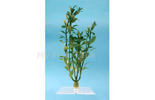 Hygrophila - 18 in.&nbsp; Fantastic Water Wonders plants are beautiful aquatic plant replicas and in turn will provide a natural, safe and lush paradise for your fish. Durable plastic plants with gravel held shoe to minimize floating.