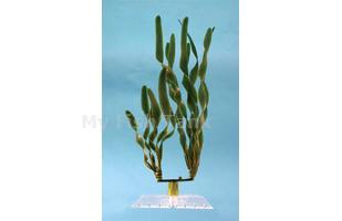 Jungle Val - 18 in.&nbsp; Fantastic Water Wonders plants are beautiful aquatic plant replicas and in turn will provide a natural, safe and lush paradise for your fish. Durable plastic plants with gravel held shoe to minimize floating.