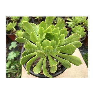 
<p>Aeonium subplanum, Green Rose Succulent plant. $5.00 per potted plant.&nbsp; </p>
<p>Large flattish rosette of deep green leaves, which look bold planted near finer-leaved plants. Numerous plantlets can be formed on the stem, so propagation is very easy.</p>
<p>200 plants total with large quantity discount available.</p>
