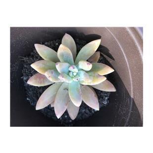 
<p>Pachyveria Opalina -&nbsp;Available in pot for $4.00 each.&nbsp;</p>
<p>Pachyveria Opalina&nbsp;is an attractive and durable succulent plant that produces clustes of tight rosettes to 2 to 6 inches wide by 6 to 8 inches tall with thick smooth, upright-held pale blue-green leaves that have a hint of pink tones on the leaf tips and
 margins when grown in bright light. A fast growing branching succulent plant that enjoys either sun or shade and is tolerant ( dormant ) in warm summer and dry conditions but does best in cool and dry environments in the fall and winter.
</p>
<p>50&#43; total. Quantity discount available for large quantities.</p>

