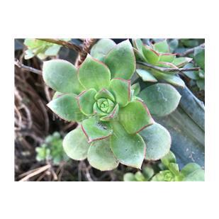 
<p>Aeonium haworthii, Pinwheel Succulent plant. </p>
<p>A durable winter growing freely branching succulent shrub from Tenerife in the Canary Islands that can grow up to 24 inches tall with and equal spread. On its many branches are borne 3 to 4 inch wide rosettes of bluish-green leaves that are keeled on the
 lower surface and often tinged red along the ciliate margins. The flowers, which appear in late spring, rise above the foliage in a branched inflorescence and are very pale yellow to nearly white that are sometimes tinged pink. Plant in full sun to light shade
 along coast but requires light to full shade in hot inland locations. Likes a well-drained soil and tolerates little to no summer irrigation.</p>
<p>Available in pot for $4.00 each, 200&#43; total. Quantity discount available for large quantities.</p>
