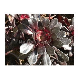 
<p>Aeonium arboreum Zwartkop Succulent Black Rose&nbsp;or the Black Desert Rose succulent.&nbsp;</p>
<p>These Black Rose Succulents, which there are a few variations, has a large flattish rosette of deep purple leaves. A fast growing branching succulent plant that enjoys either sun or shade and is tolerant ( dormant ) in warm summer and dry conditions but
 does best in cool and dry environments in the fall and winter.&nbsp;Blooms in the Spring, picture of blossom intended to show example of potential.&nbsp;</p>
<p>Plants are sold as individual rosettes, ranging in size from 4 to 6 inches in diameter, propagated from the original parent plant.</p>
<table>
<tbody>
</tbody>
</table>
<table>
<tbody>
</tbody>
</table>
