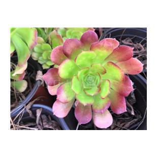 
<p>Aeonium Cyclops&nbsp; is a&nbsp;hybrid of the species Zwarkop variety of&nbsp;Aeonium arboreum.&nbsp;</p>
<p>It is a&nbsp;large, branching plant with red-purple (Cyclops) leaves and makes an excellent garden.&nbsp;Plants are sold as individual rosettes, ranging in size from 4 to 6 inches in diameter, propagated from the original parent plant.
</p>
