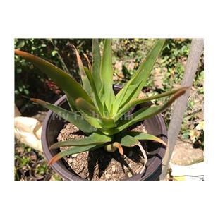 
<p>Aloe ciliaris is shipped bare-root&nbsp;&nbsp;</p>
<p>Aloe cilaris&nbsp;is the most rapidly growing of all aloe species and makes a showy climber for a frost-free conservatory.&nbsp;A scrambling, succulent plant with long, slender stems that can reach up to about 10 m long. The dark green leaves, edged with white teeth,
 are arranged in open spirals along the stems. It can be distinguished from related species by the white teeth on the leaf bases sheathing the stems. The reddish-orange, tubular flowers, each up to about 25 mm long, are borne in short, loose clusters and pollinated
 by sunbirds. Climbing aloe should be provided with some kind of support, such as a pyramid or trellis. Plants are sold as individual rosettes, ranging in size from 4 to 6 inches in diameter, propagated from the original parent plant</p>
<p>150&#43; plants on-hand, discount for large quantity purchase.&nbsp;</p>
