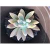 Pachyveria Opalina Ghost succulent plant