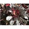 Aeonium arboreum Zwartkop Succulent Black Rose