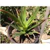 Aloe ciliaris, Climbing Aloe 4" to 6" Plant
