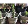 Eves Needle Cactus, 8" to 12" Plant in pot