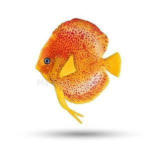 
<p>With realistic life-like action Aquatop’s new silicone sea creatures move with the flow of the water. The vibrant colors give off a glowing affect when lit from any aquarium light. An adjustable suction cup anchor mount makes mounting and placement easy.
 Safe for Freshwater and Saltwater.</p>
<p>Specs</p>
<li>Includes one 3.75&quot; Discus Fish Decor </li><li>Dimensions: 3.75&quot;x0.5&quot;x4.5&quot; </li><li>Adjustable Suction Cup Mount </li><li>Easy to Install </li><li>Fun to Watch </li><li>Safe for Freshwater or Saltwater </li>